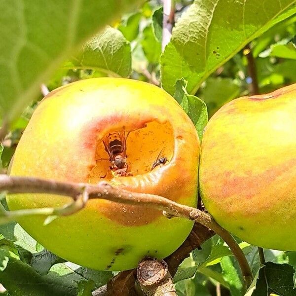 Malus domestica Plod