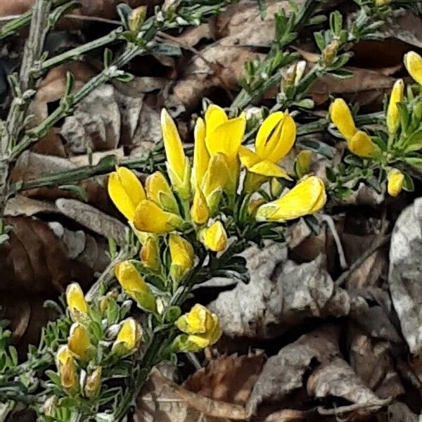 Genista pilosa Flor