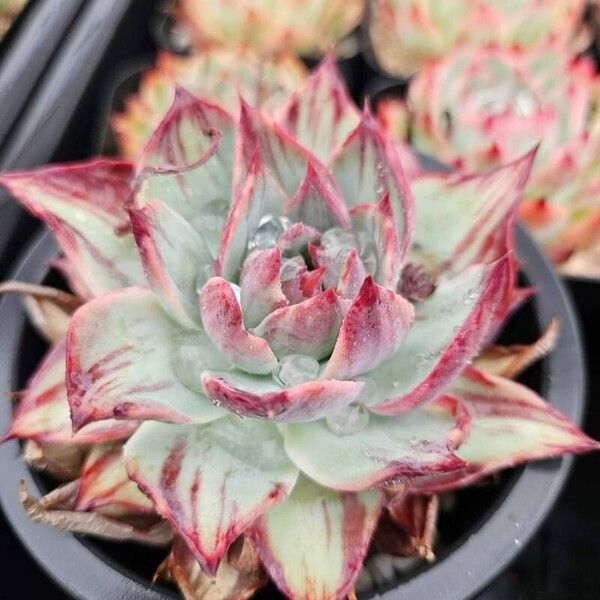 Echeveria colorata Květ