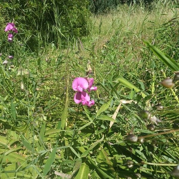 Lathyrus odoratus 整株植物