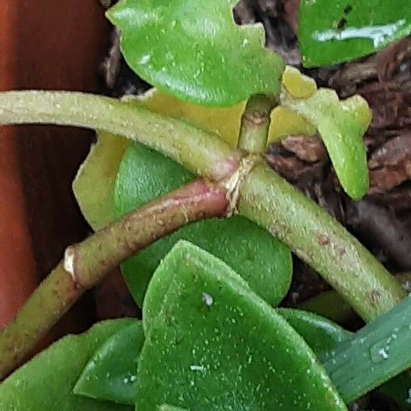 Mesembryanthemum cordifolium кора