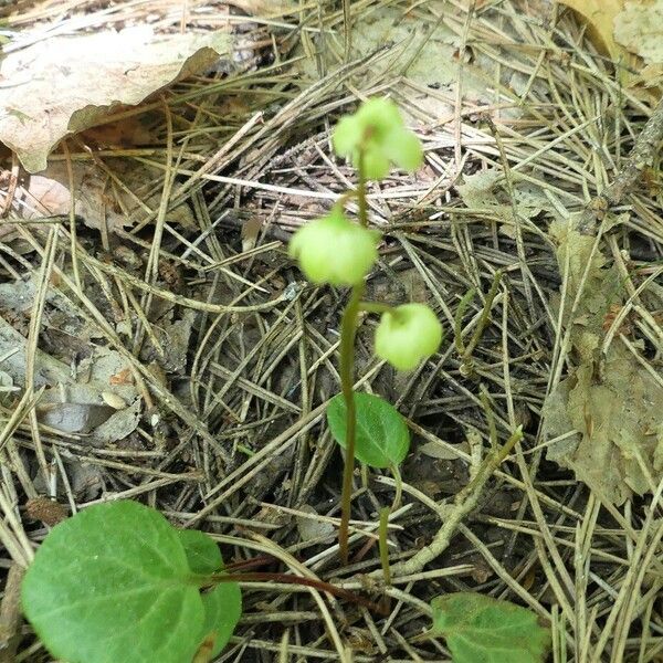 Pyrola chlorantha Habitus