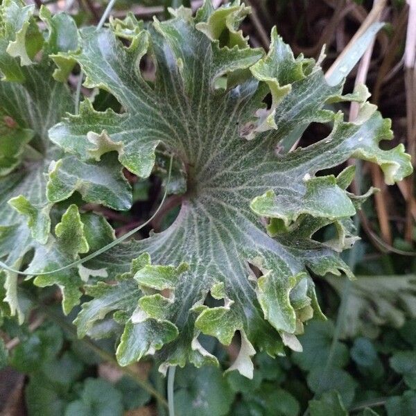 Farfugium japonicum Fuelha