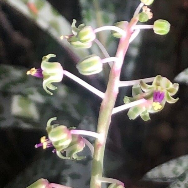 Ledebouria socialis Flower