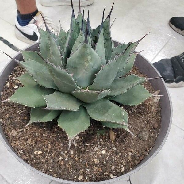 Agave havardiana Ліст