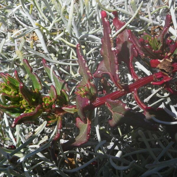 Patellifolia procumbens موطن