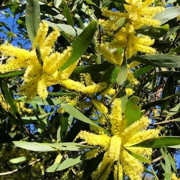 Acacia longifolia Flors