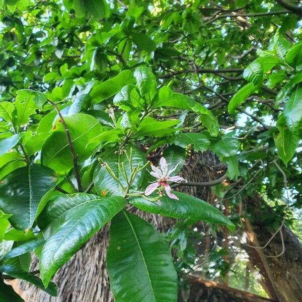 Calodendrum capense Blomma