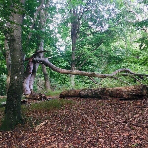 Fagus sylvatica Plante entière