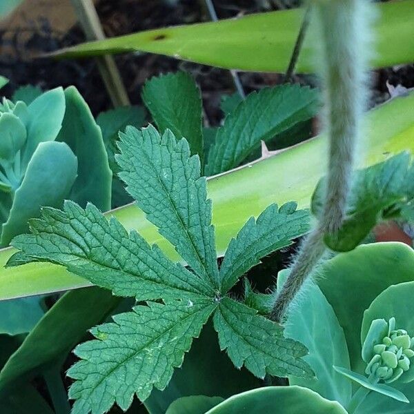 Potentilla nepalensis Ліст