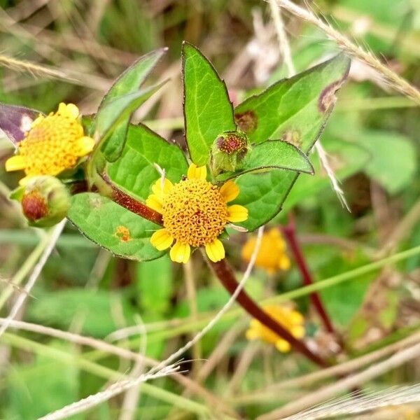 Acmella caulirhiza Flower