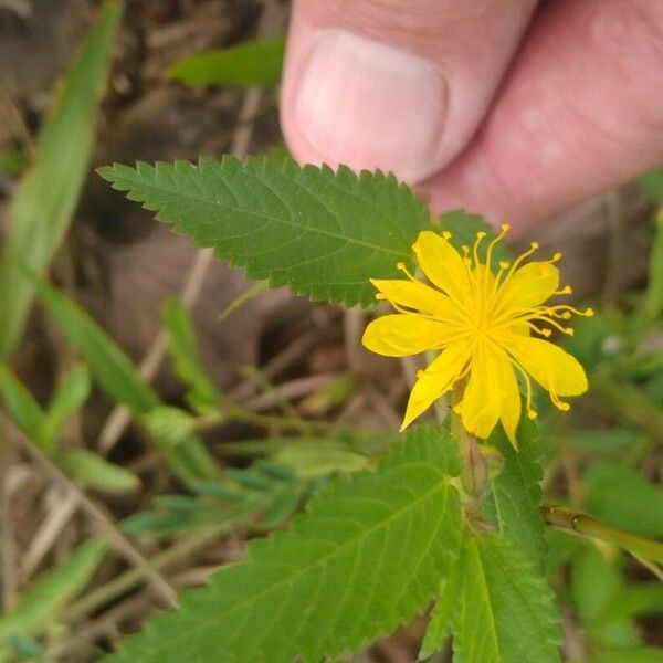 Corchorus hirtus Blomst