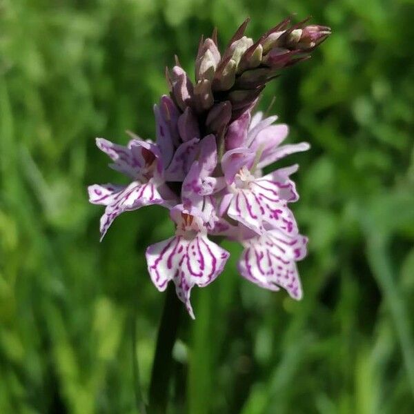 Dactylorhiza fuchsii Цветок