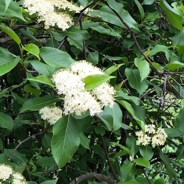 Viburnum lentago Blüte