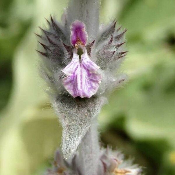 Stachys cretica Flower