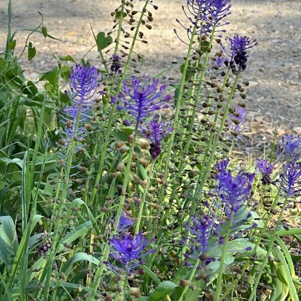 Muscari comosum Habit