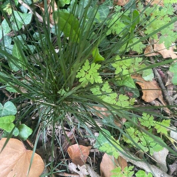 Deschampsia cespitosa Foglia