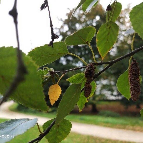 Betula pubescens 果実