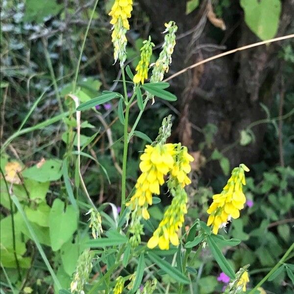 Melilotus officinalis Blüte