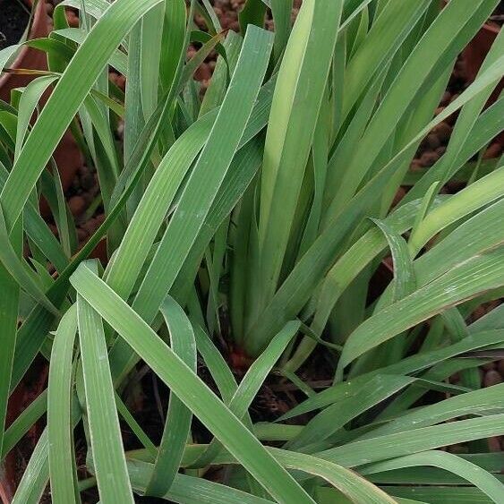 Aristea ecklonii Hoja