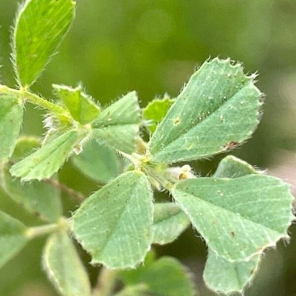 Medicago rigidula Blad