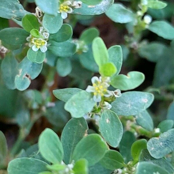 Polygonum arenastrum Fiore