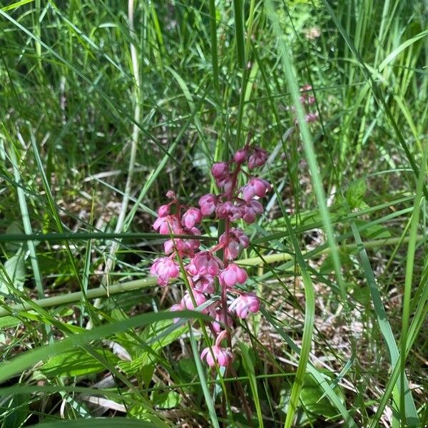 Pyrola asarifolia Kukka