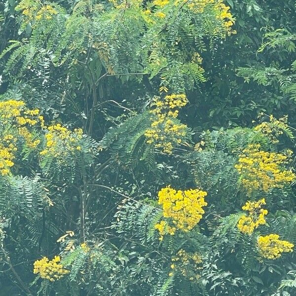 Senna multijuga 花