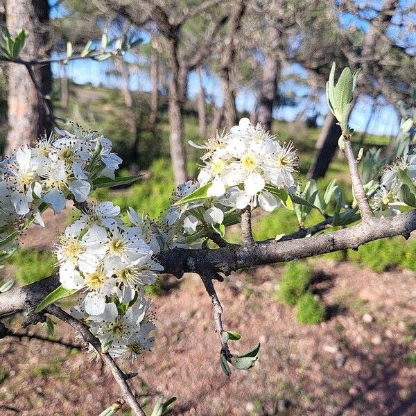 Pyrus spinosa Flower