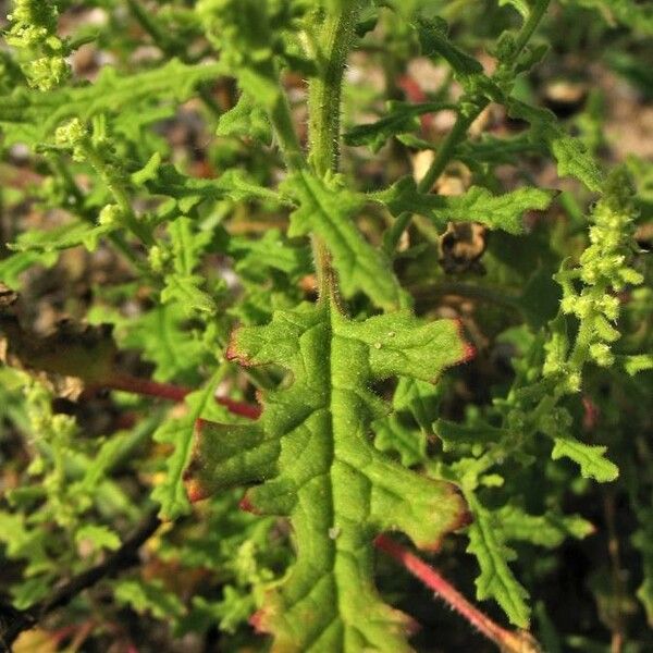 Dysphania botrys Leaf