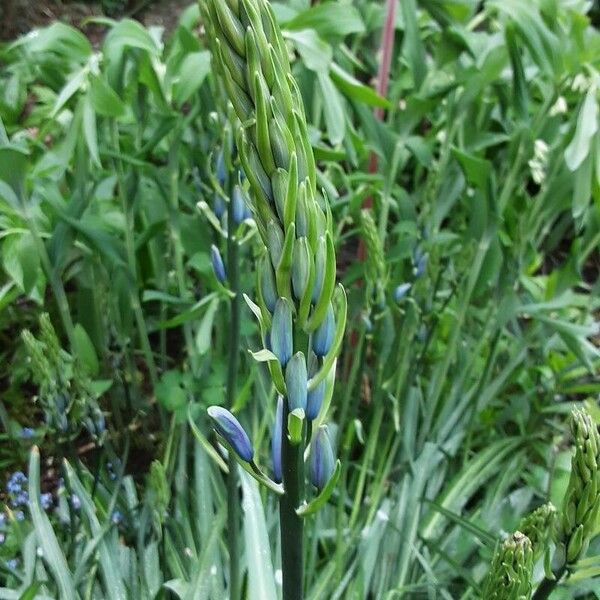 Camassia leichtlinii Virág