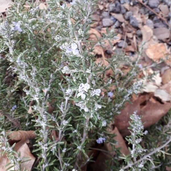 Rosmarinus officinalis Žiedas