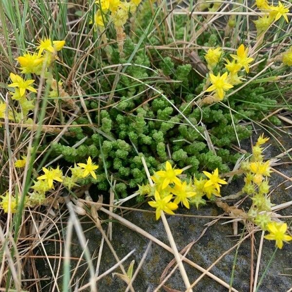 Sedum acre Blatt