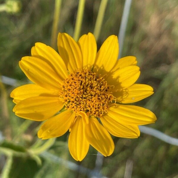 Wyethia angustifolia Fiore