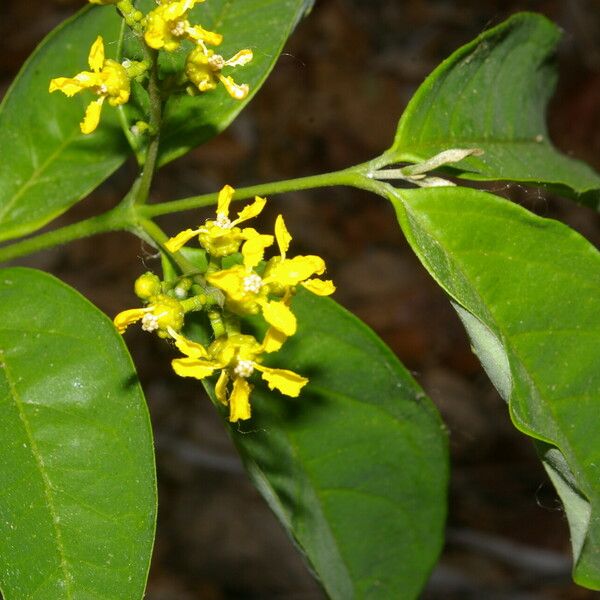 Bunchosia nitida Flower