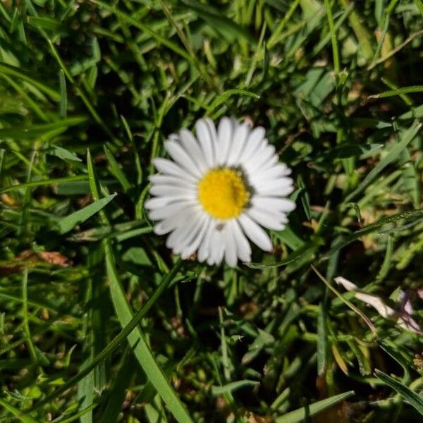 Bellis perennis Flower