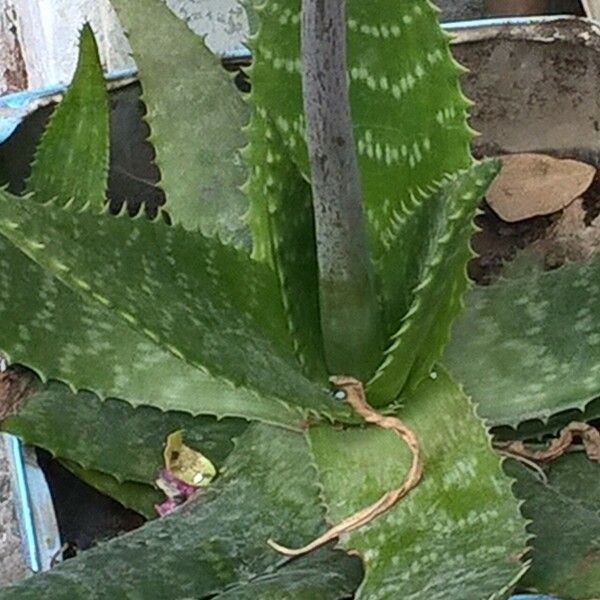 Aloe greatheadii Folha