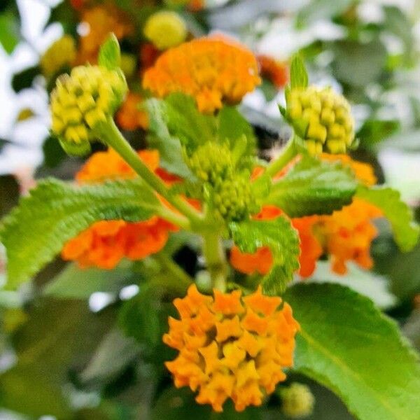 Lantana camara Habitus