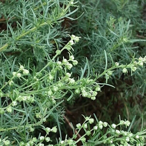 Artemisia abrotanum Квітка