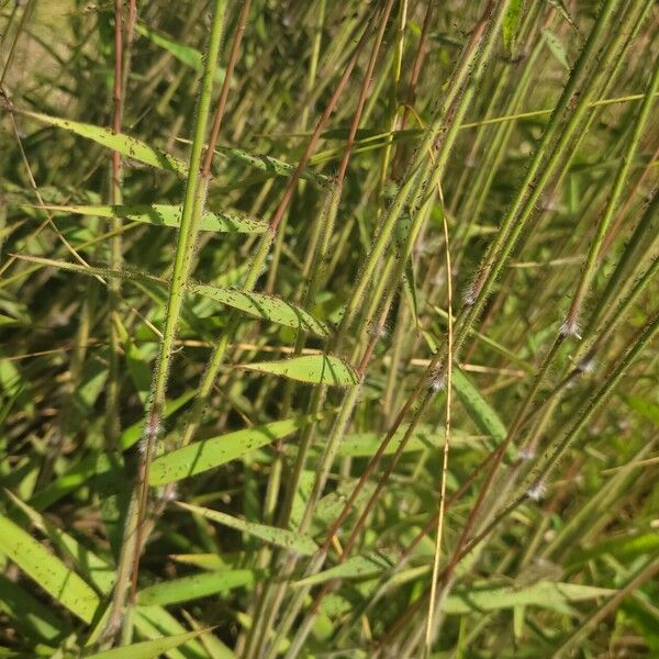 Melinis minutiflora Hoja