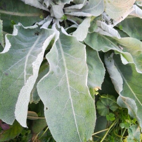 Verbascum thapsus Lehti