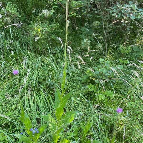 Cirsium monspessulanum आदत