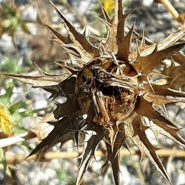 Carthamus lanatus Fruchs