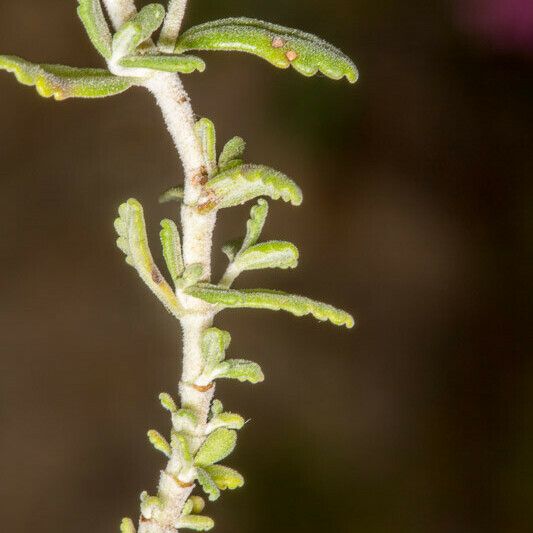 Teucrium capitatum Fulla