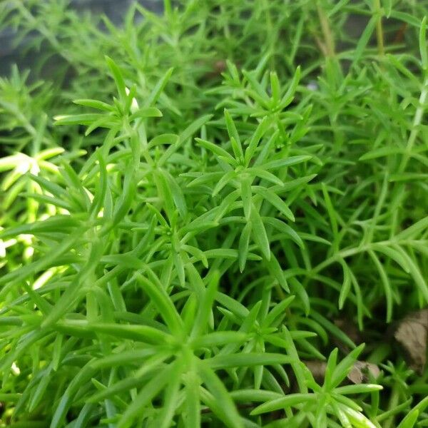 Sedum mexicanum Leaf