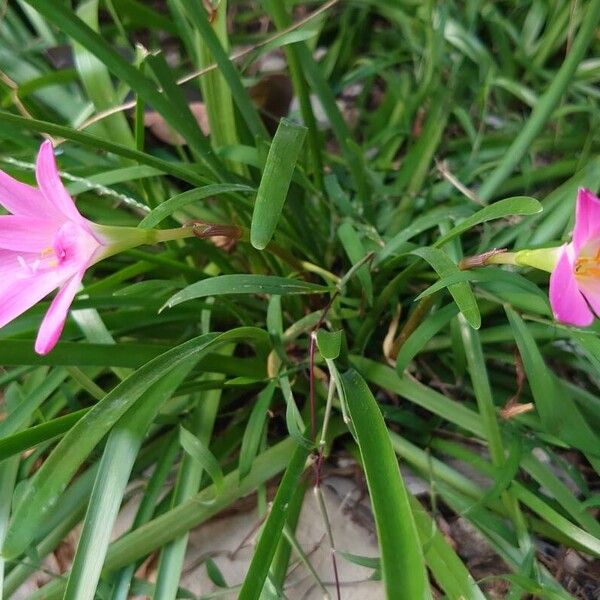 Zephyranthes rosea Folha