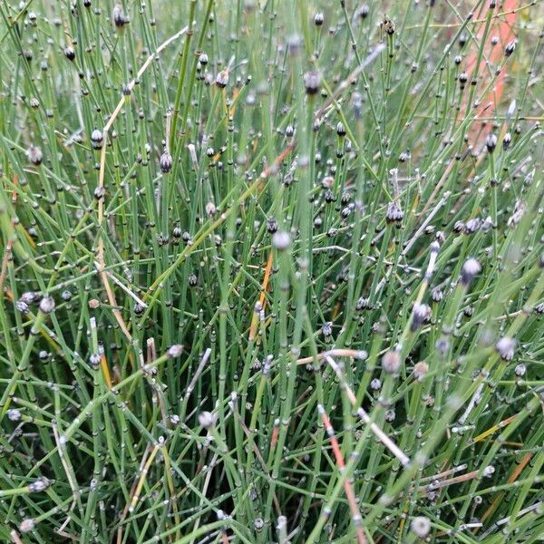 Equisetum variegatum Leaf