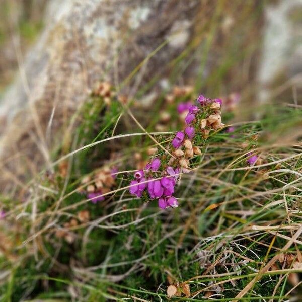 Erica cinerea Flower