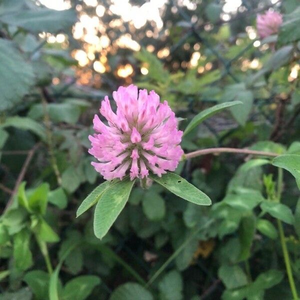 Trifolium pratense Žiedas