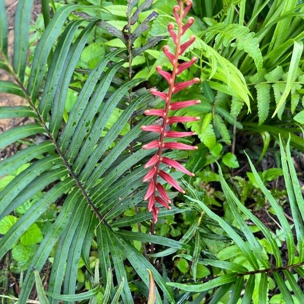 Blechnum occidentale Лист